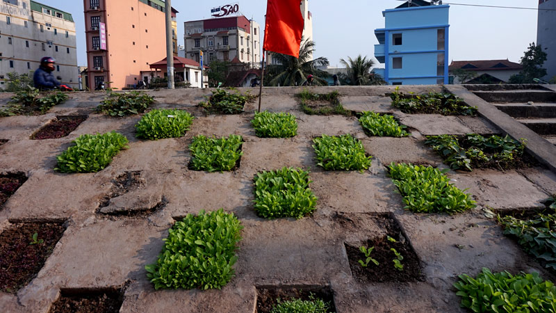 Dân[-]Thủ[-]đô[-]biến[-]đê[-]thành...[-]vườn!